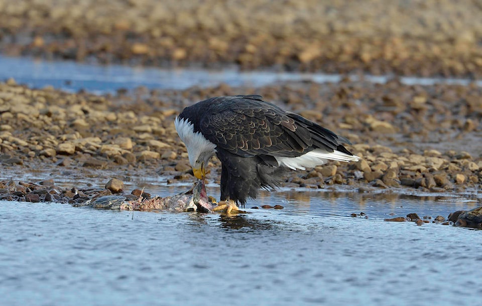 19219898_web1_3--Adult-Eagle-eating-Salmon-Christian-Sasse