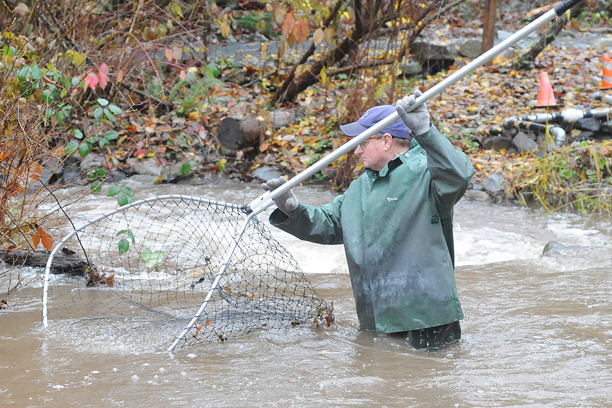 19415299_web1_191117-LAD-salmon-capture-3