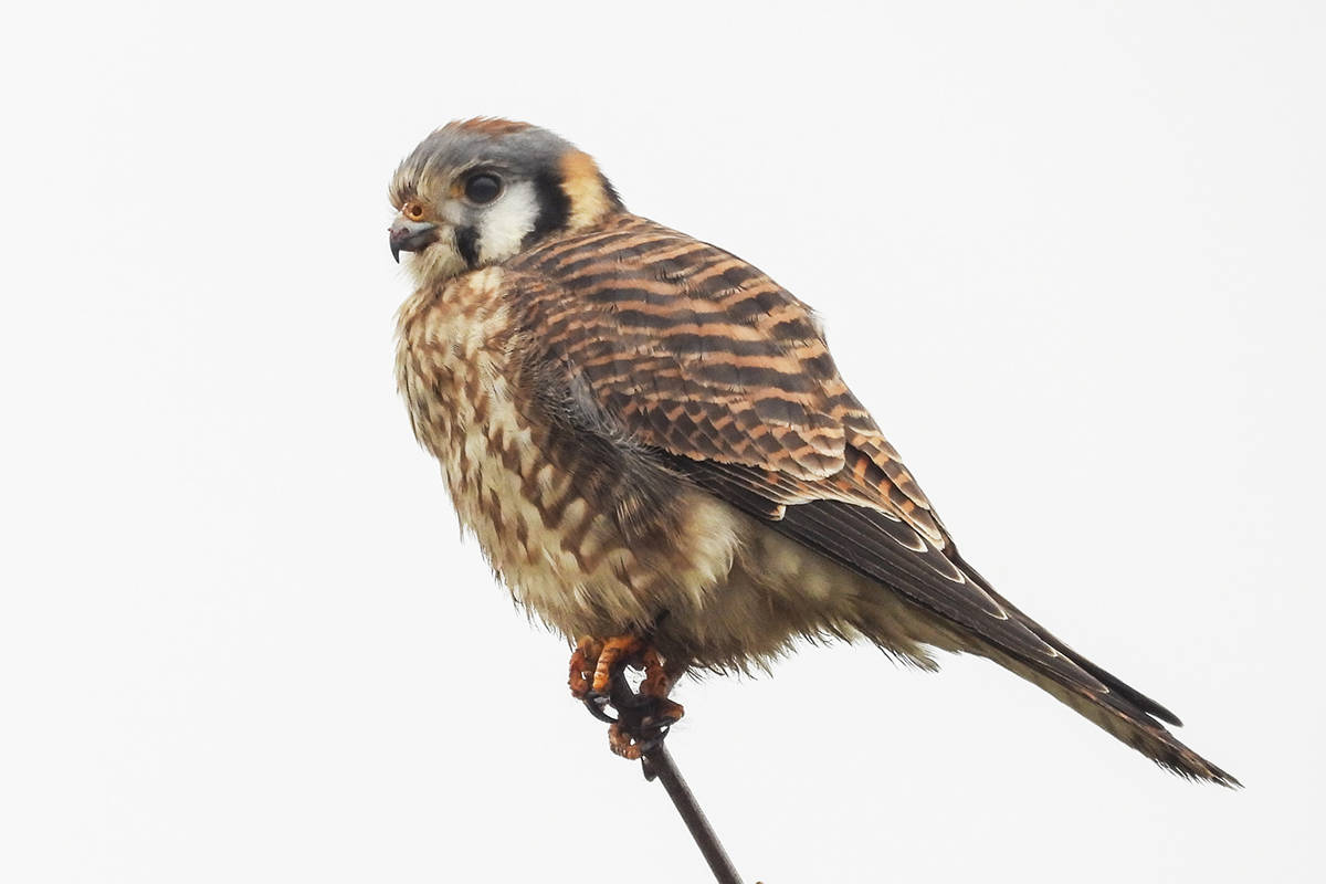 19959593_web1_191228-LAT-bird-count-American-Kestrel-JG