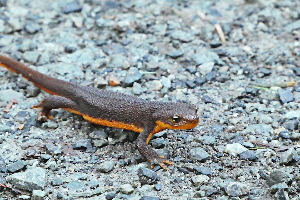 20474195_web1_200205-LAT-ThruUrLensNewt