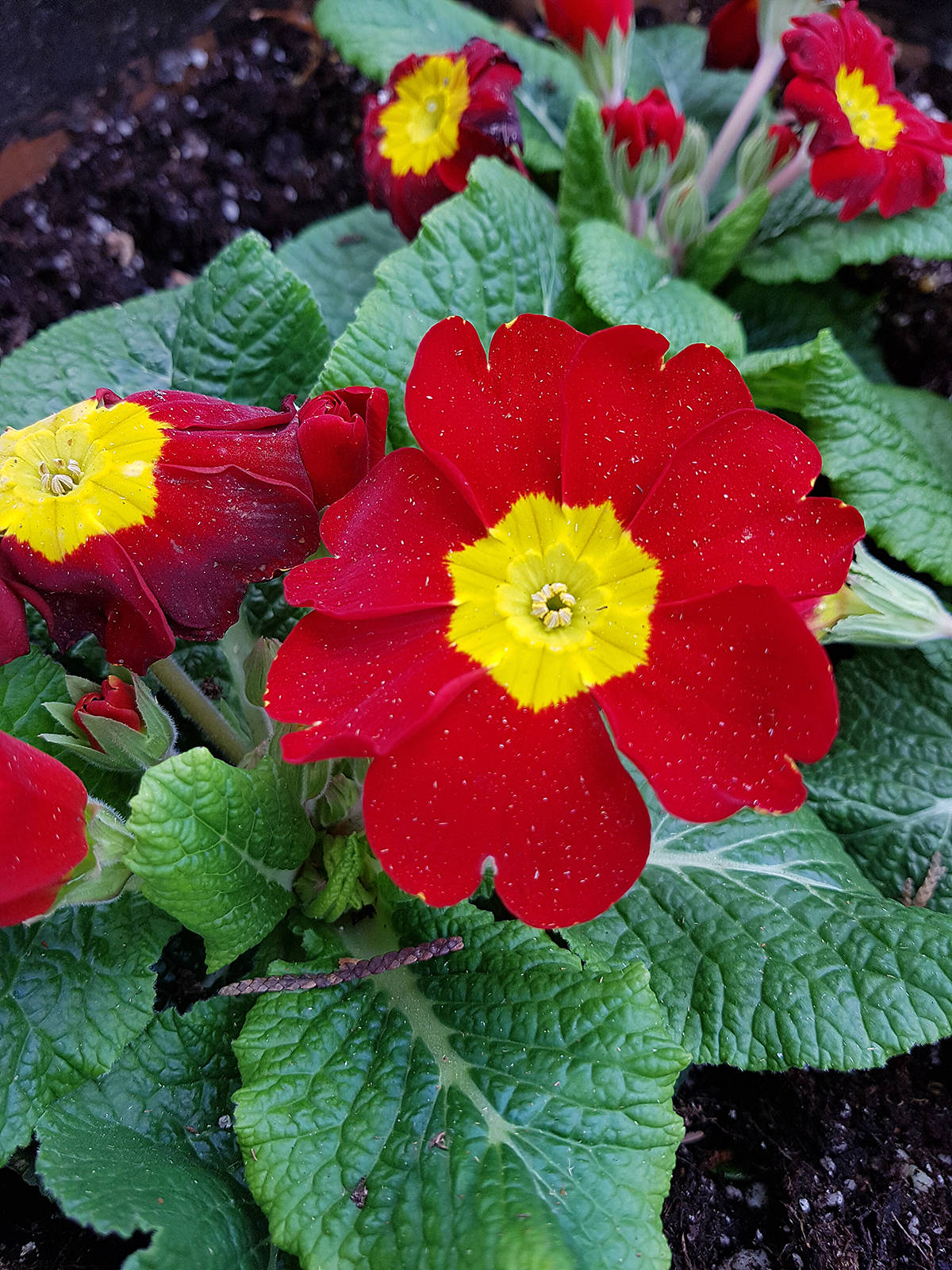 20742187_web1_200229-LAT-GreenThumb-Primula_1