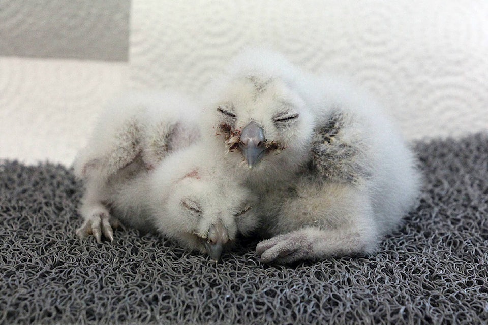 21028966_web1_200321-LAT-baby-owls-1