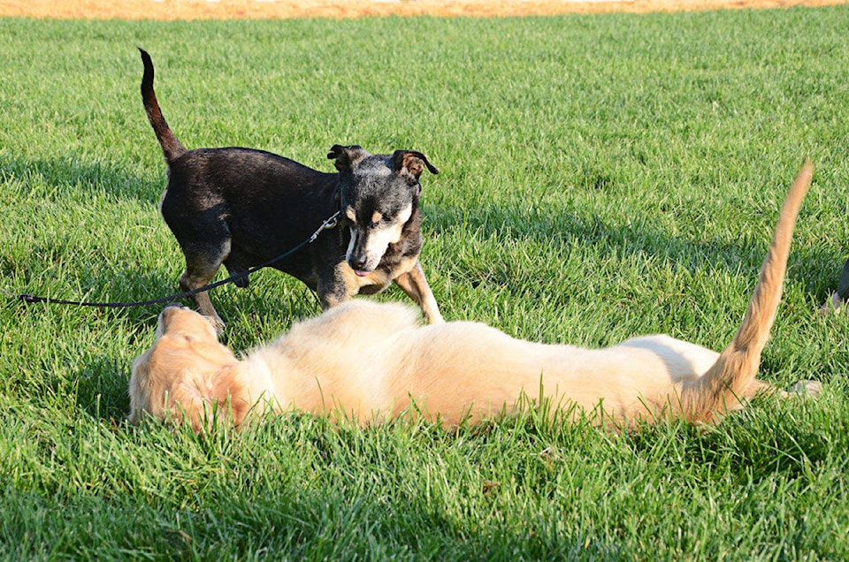 21496224_web1_200508-LAT-Dog-Off-Leash-dog_1