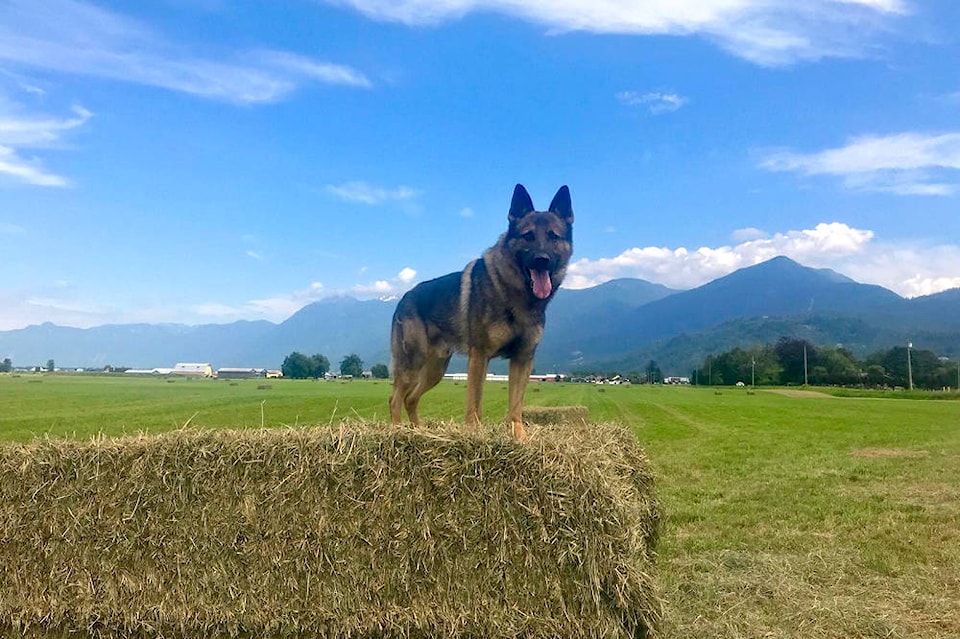 21498998_web1_200508-CPL-GoodPolicePupperChilliwack-gruff_1