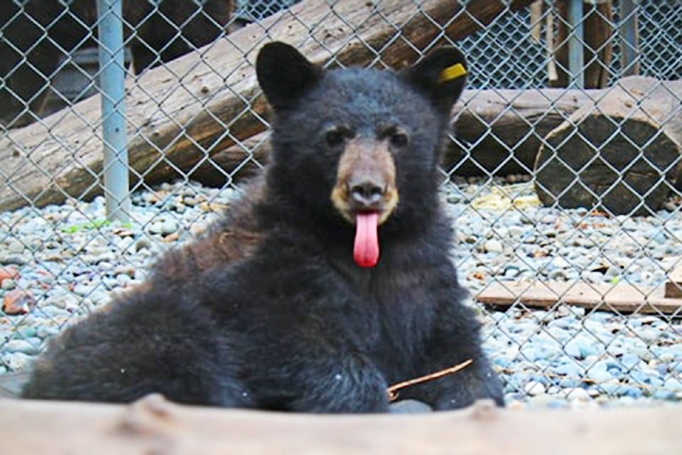 21703155_web1_200601-LAT-BearNaming