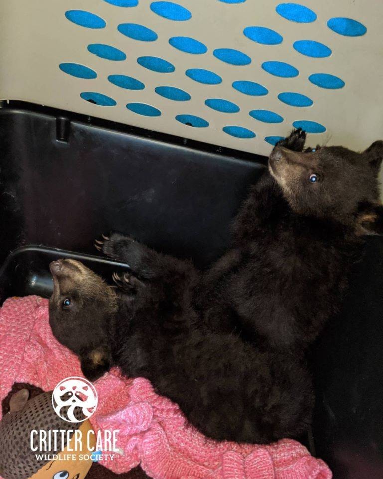 21896241_web1_200619-LAT-CritterCareBearCubs-rehabilitation_1