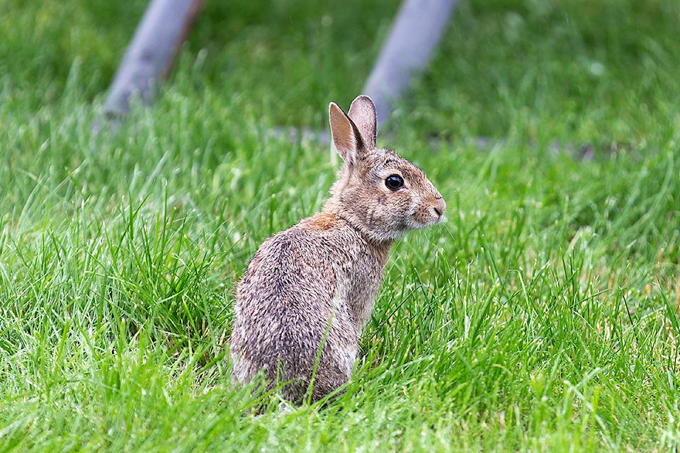 22038898_web1_200705-LAT-WildlifePhotosFinalCall-Bunny_1