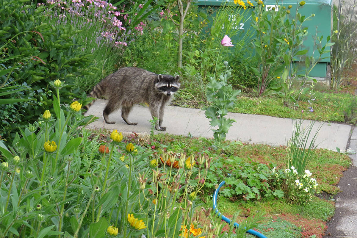 22038898_web1_200705-LAT-WildlifePhotosFinalCall-Raccoon_1