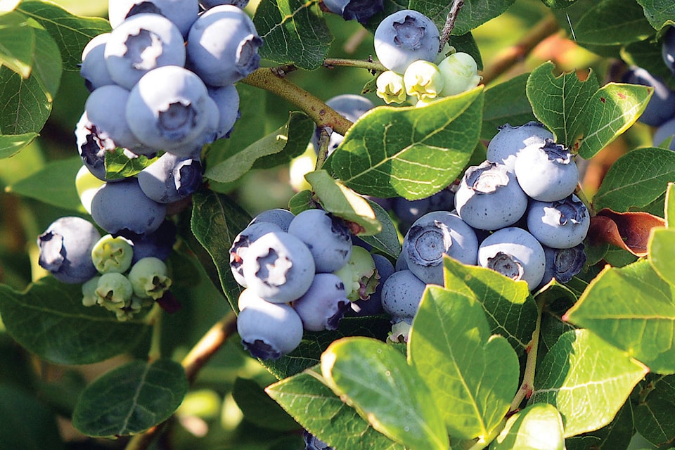 22042235_web1_Blueberries-Blueberry-Farm-Onnink-Henk-1-col-jvp