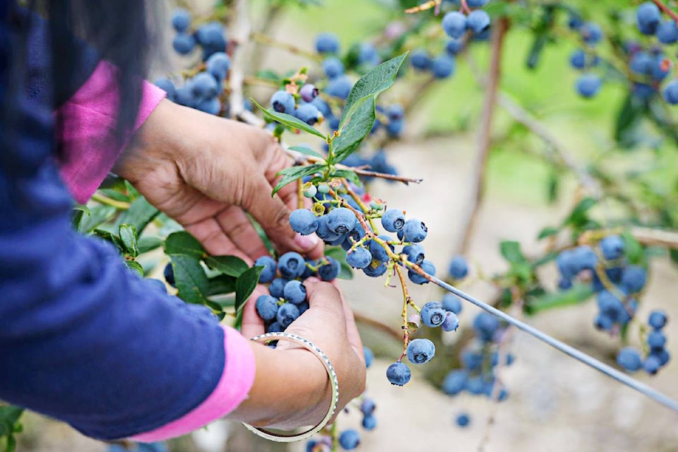 22109440_web1_200713-LAT-Blueberries