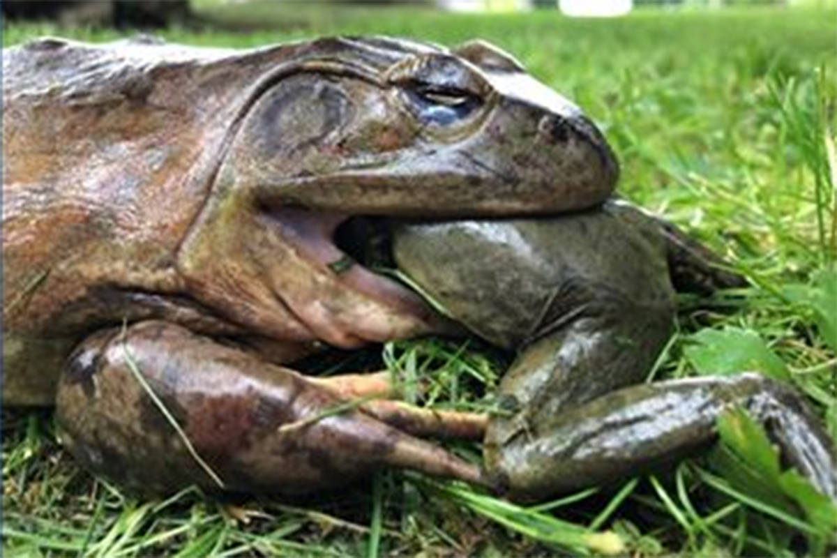 American bullfrogs have the potential to wreak havoc in B.C.