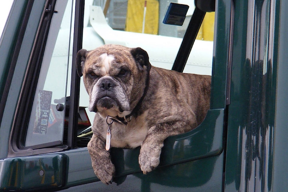 22275265_web1_200729-MRN-RCMP-Pets-Hot-Car-Ridge-Meadows-RCMP_1