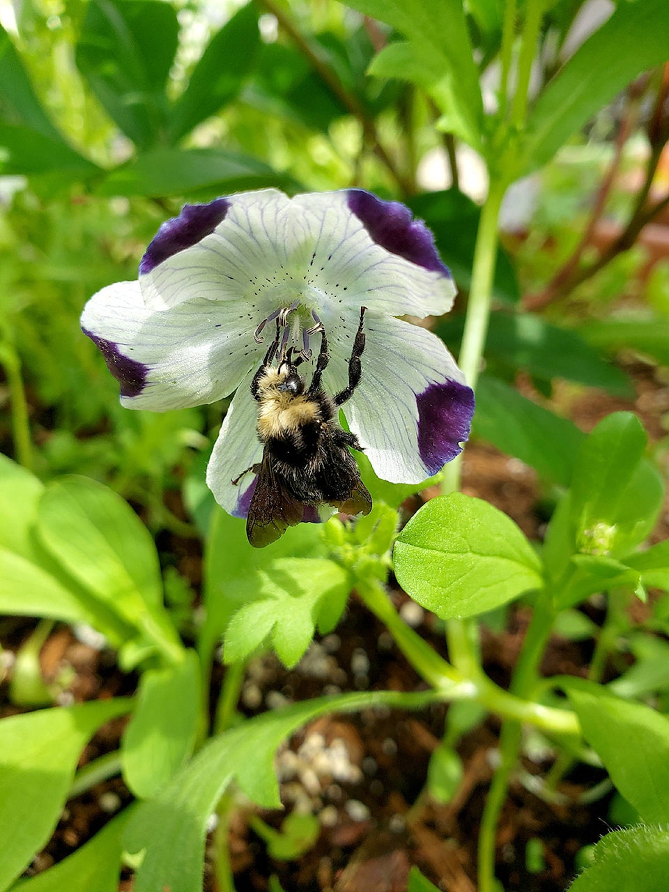 22237584_web1_2007254-LAT-ClementsColBioBlitzFolo-Bumblebee_1