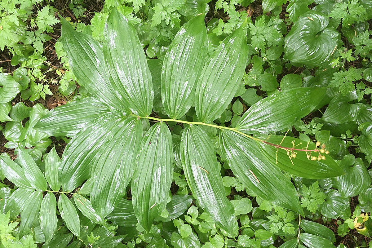 22237584_web1_2007254-LAT-ClementsColBioBlitzFolo-FalseSolomonsSeal_1