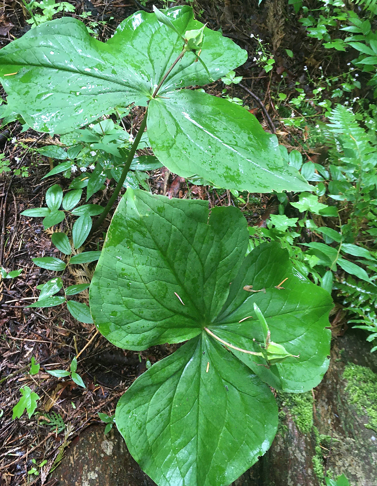 22237584_web1_2007254-LAT-ClementsColBioBlitzFolo-Trillium_1