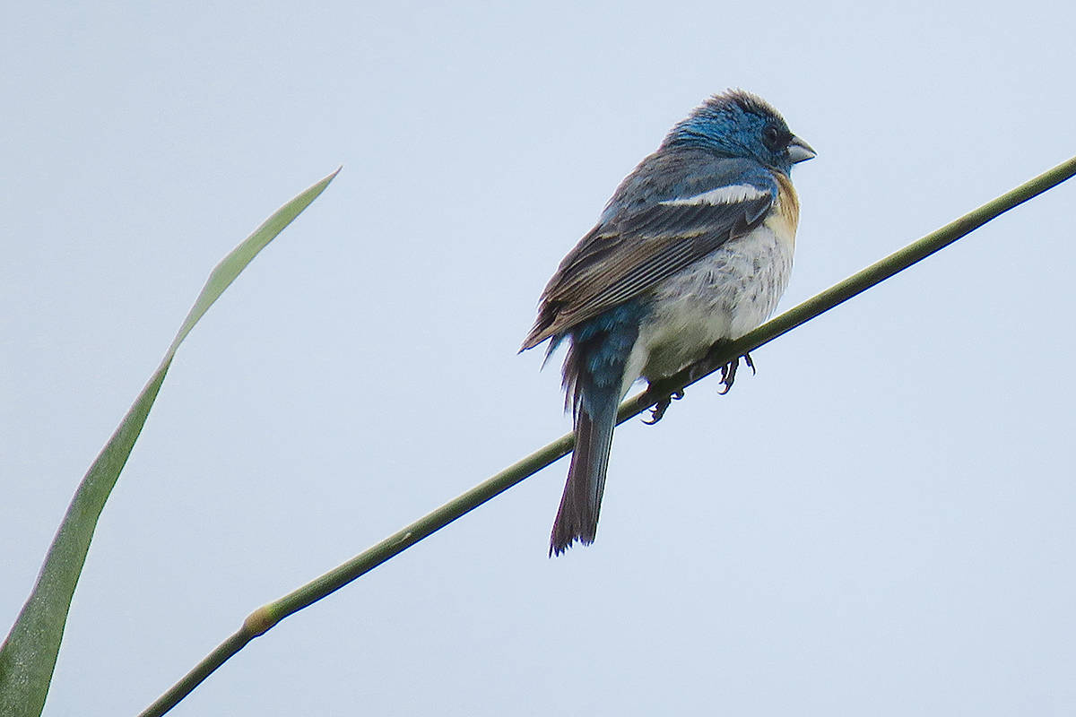 22612384_web1_200903-LAT-LENSGoshulakBirds-Bunting_2