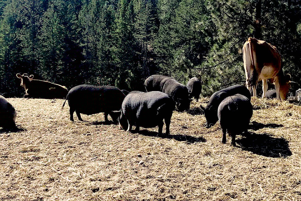 22708614_web1_200915-ALT-Oink-Bank-oink_1