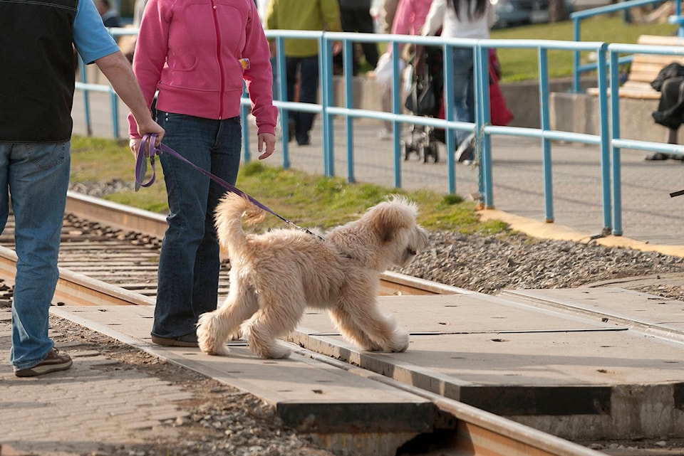 22713308_web1_200320PANDogsPromenadeFeedback-_1