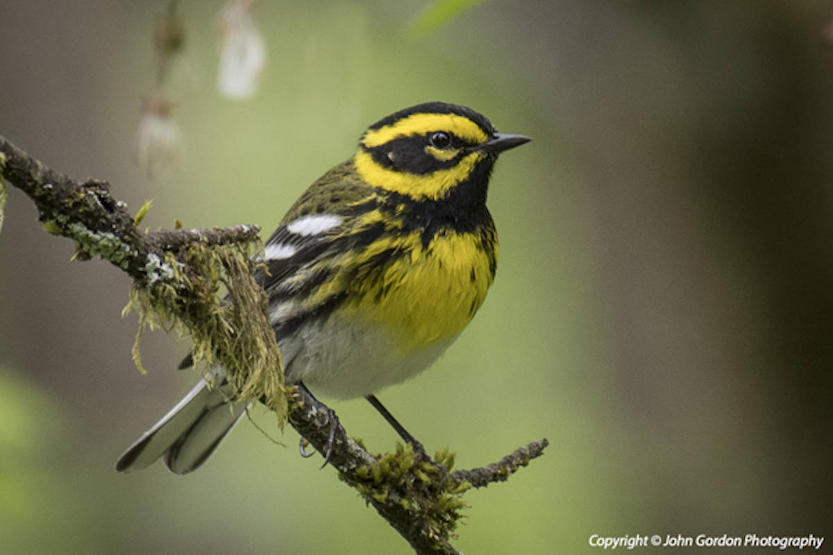 22752961_web1_200919-LAT-bird-watching-feature-Townsend-s_Warbler_1