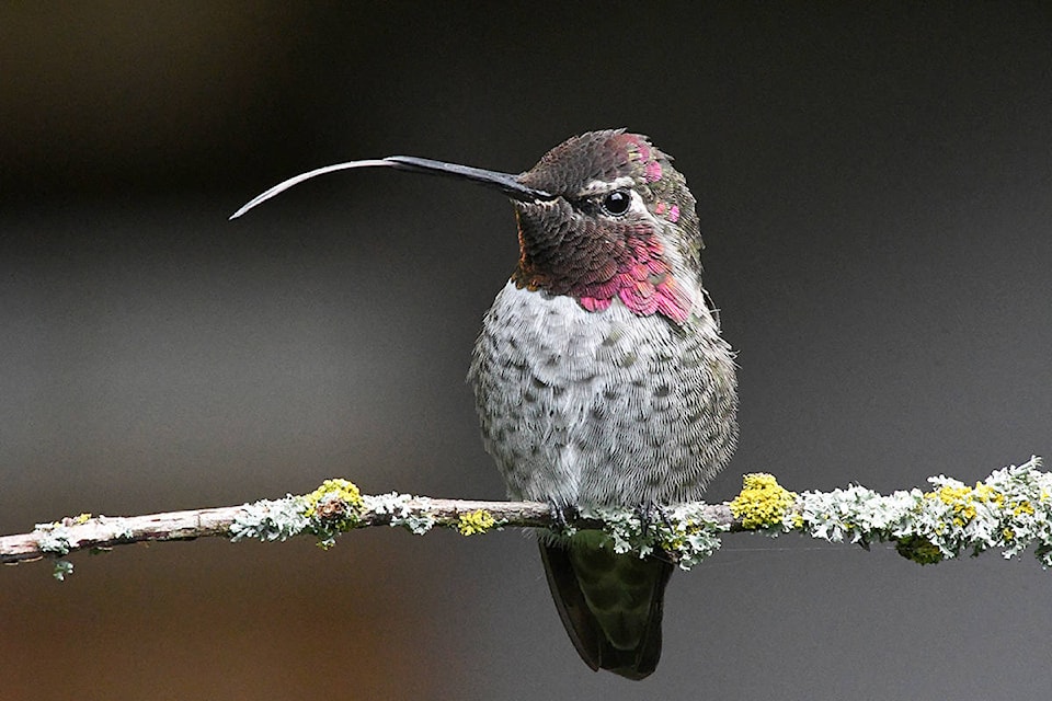 22770338_web1_200921-LAT-LensThomsonHummingbird-bird_1