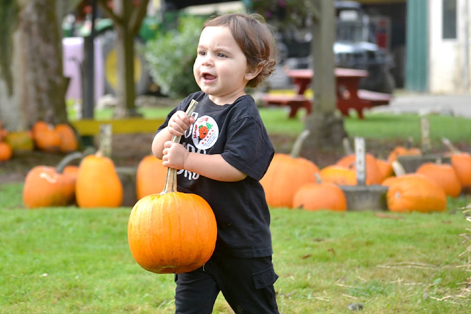 22861756_web1_200930-ALT-Aldor-pumpkins-Aldor_2