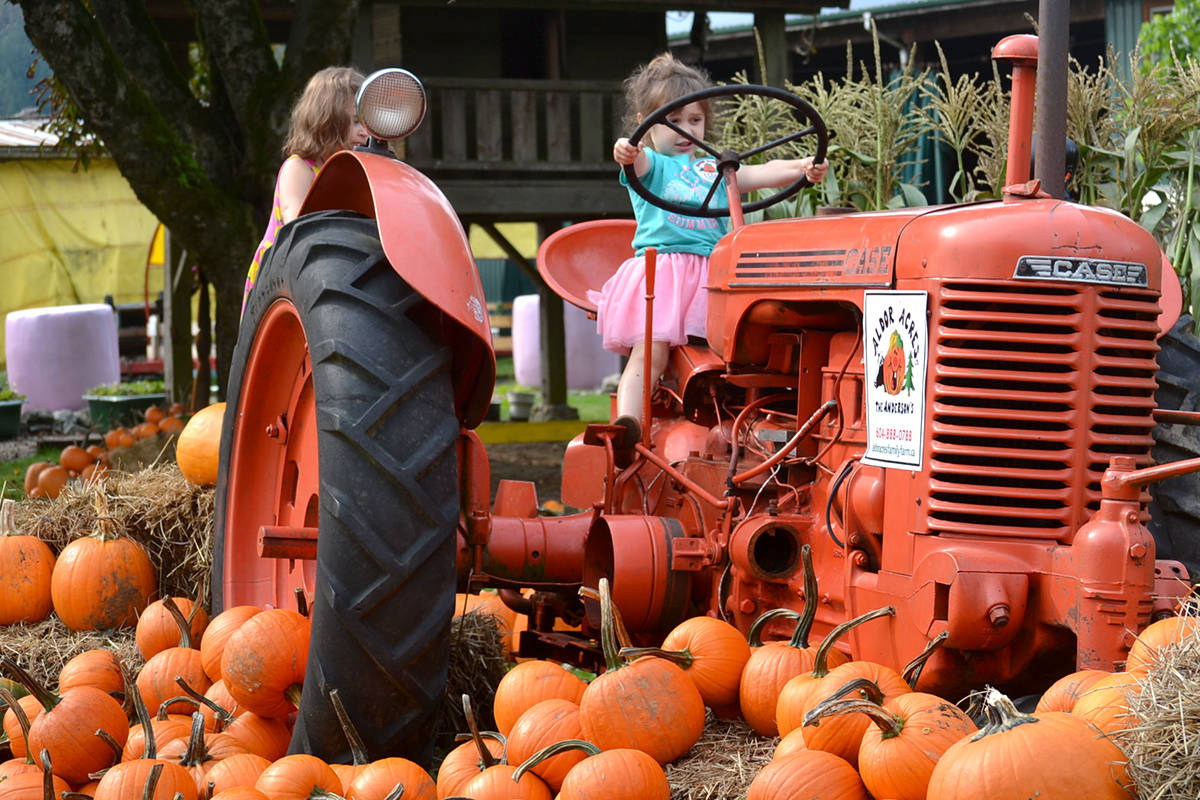 22861756_web1_200930-ALT-Aldor-pumpkins-Aldor_6