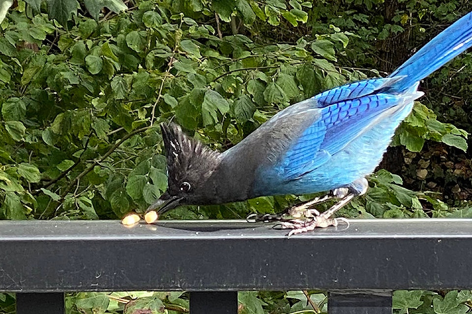 22889827_web1_201003-LAT-LENSGabriela-StellarJay_1