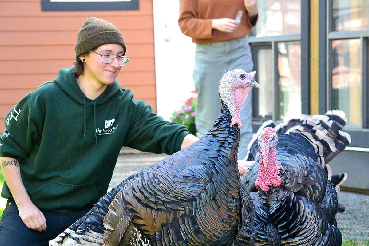 22978191_web1_201012-LAT-HappyThanksgiving-turkeys_3