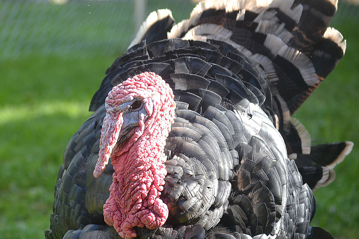 22978191_web1_201012-LAT-HappyThanksgiving-turkeys_4