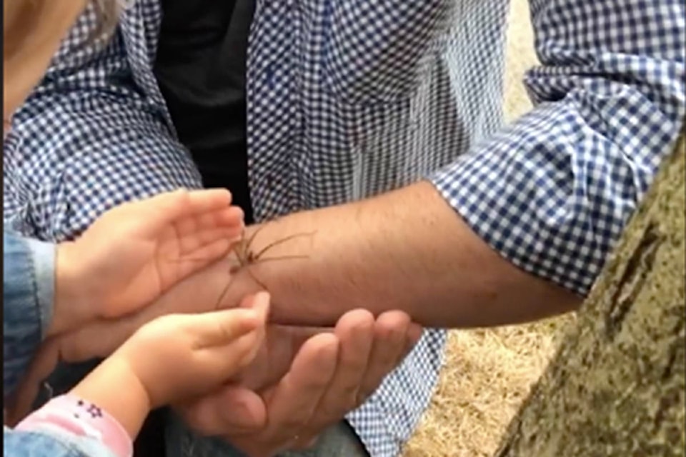 Kamaria is fearless as she plays with a spider alongside dad Matthew Purdy. (Matthew Purdy/Facebook)