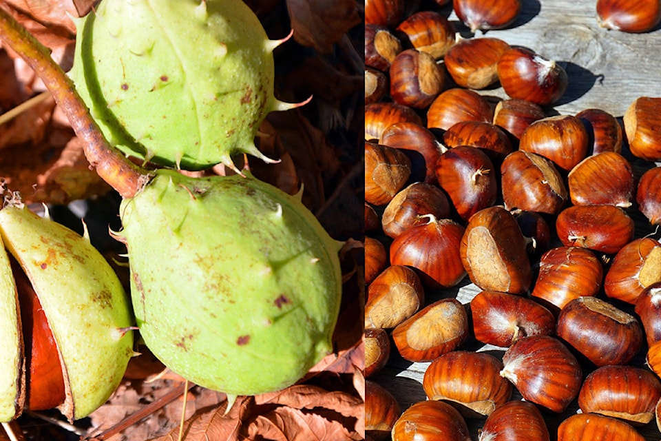 23270313_web1_Chestnut_HorseChestnutCollage_1