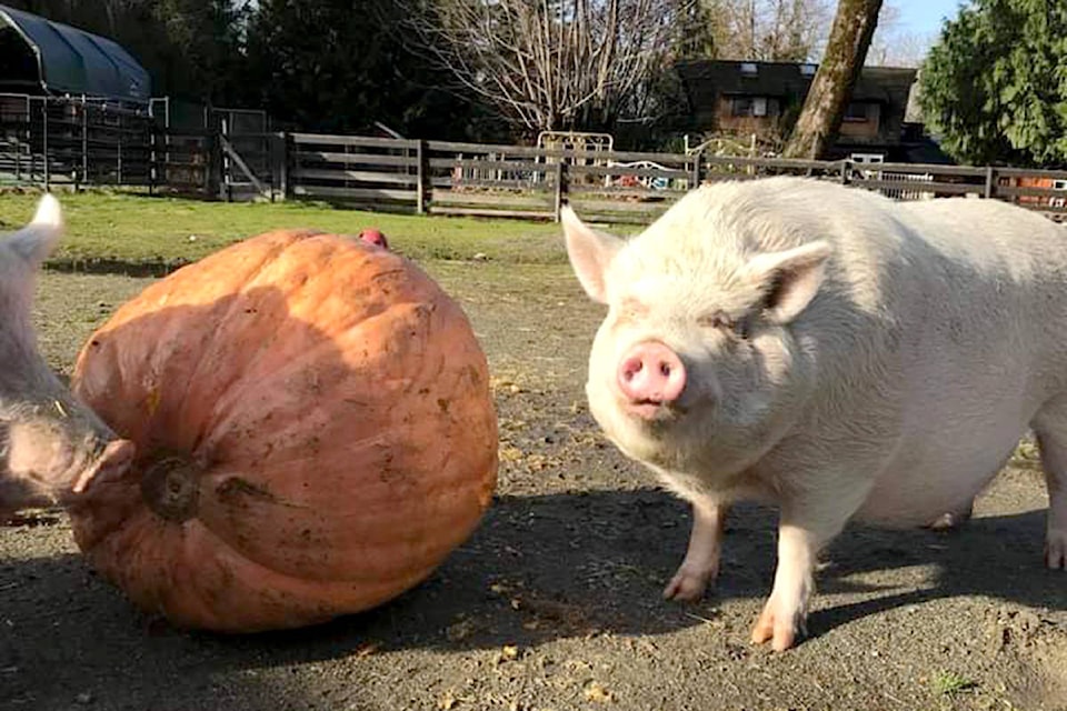 23353038_web1_201117-ALT-Happy-Herd-pumpkin-pigs-pigs_1