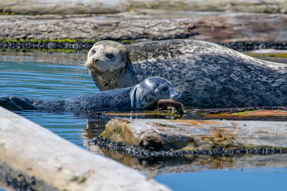 23372966_web1_201126-Covid-Opens-New-Marine-Research-harbour-seals_2