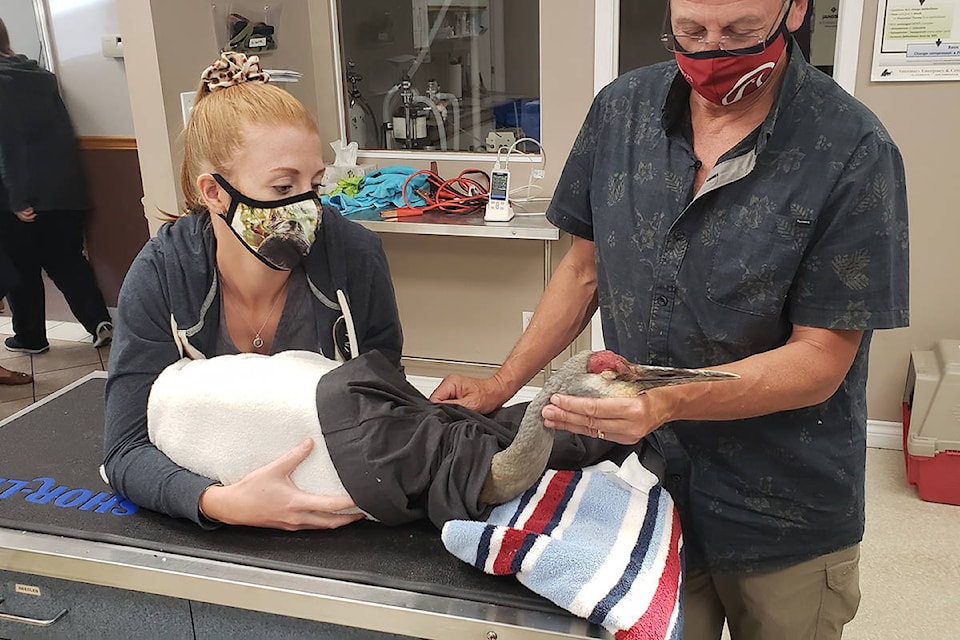 Fraser the Sandhill Crane getting some care for his broken leg. (Special to The News)