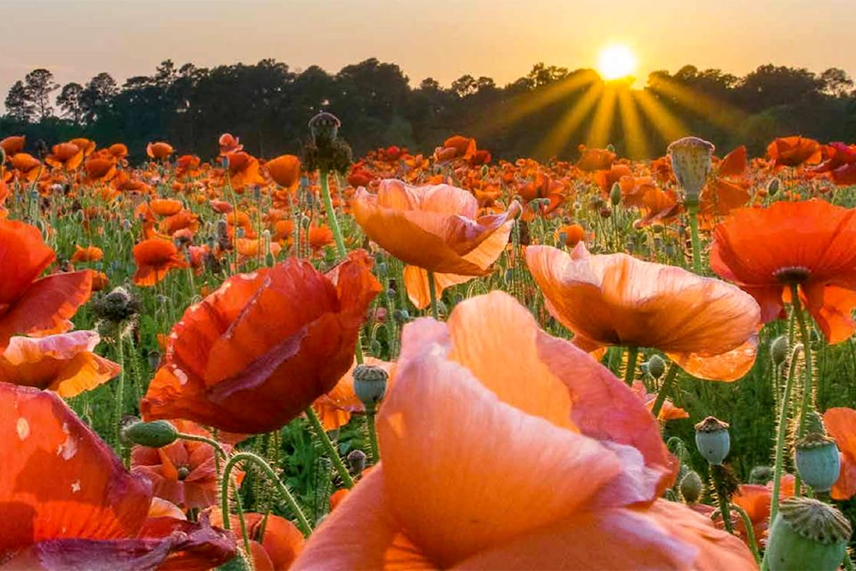 23458650_web1_poppysunrise