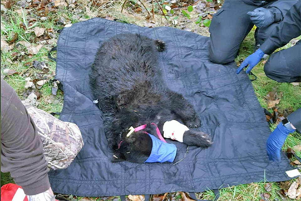 23472392_web1_201128-LAT-Joint-bear-rescue-cub_1