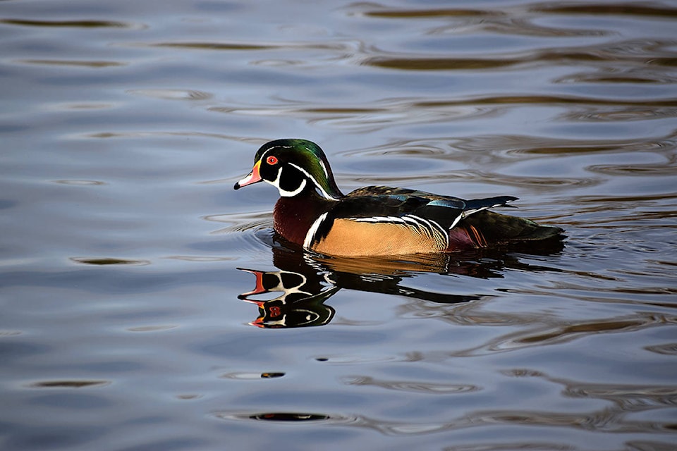 23542271_web1_201204-LAT-LENSGoodyearDuck-Wildlife_1