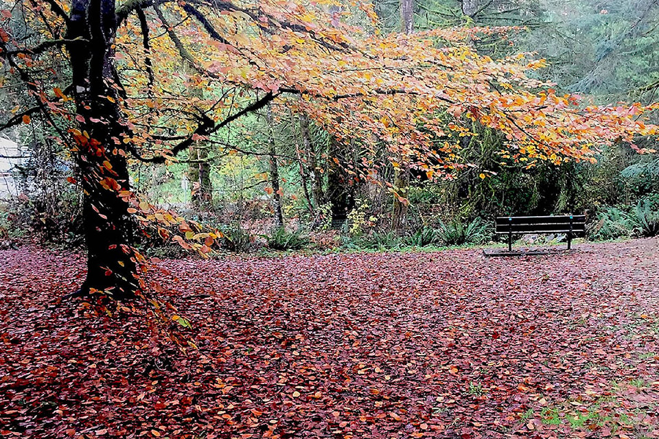 23542437_web1_201204-LAT-LENSStraussWilliamsPark-leaves_2