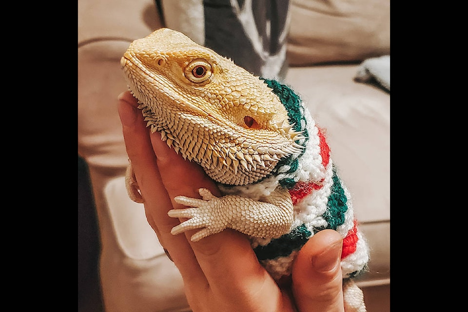 William Ness: Gideon in his festive sweater