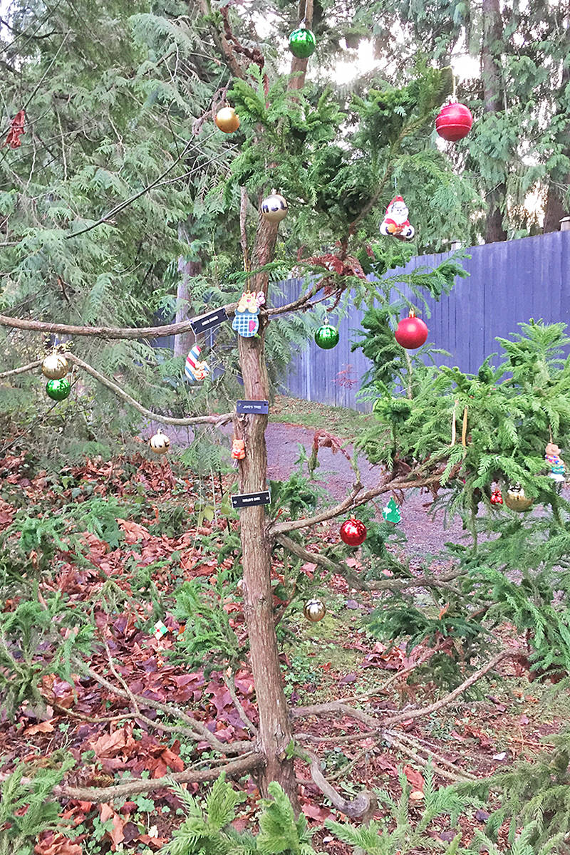 How ‘Jake’s Tree’ came to be planted in Langley’s Hunter Park Langley