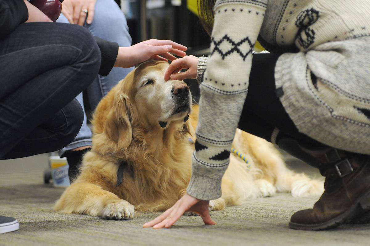 Macbeth the UFV therapy dog accepts pets on Feb. 22, 2017 at the Chilliwack campus. (Jenna Hauck/ Chilliwack Progress file)