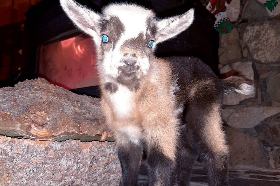 23787154_web1_210106-GFG-BABY_GOAT-COMET_1