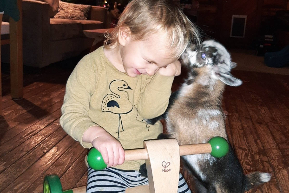Baby goat 聯Comet聰 plays with the Haywoods聮 one-year-old daughter, Riley. Photo courtesy of Amy Enns-Haywood.