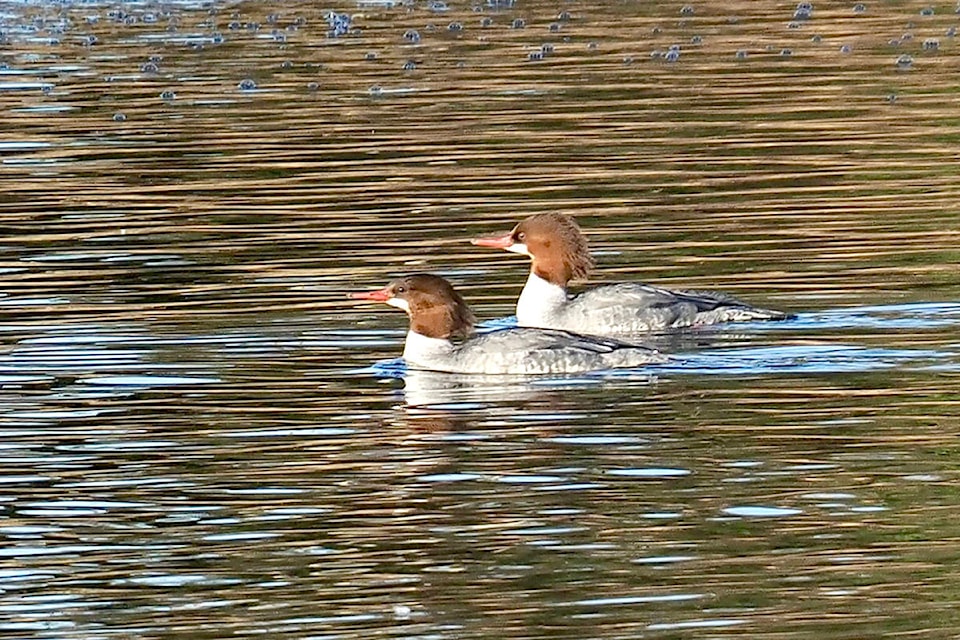 23874639_web1_210110-LAT-LENSOrlowskiDucks-JIm_1