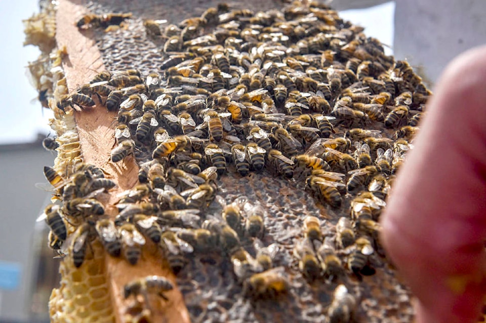 Latest government funding to benefit bee health in B.C. - Langley