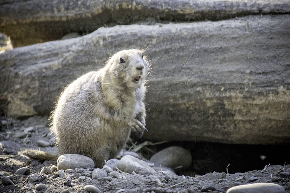 On Feb. 2, the groundhog takes centre stage as people around the world observe Groundhog Day. How much do you know about the day and the famous animal? (Pixabay.com)