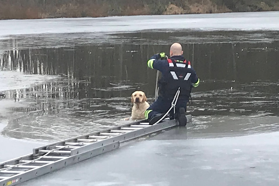 Township firefighters rescued a dog trapped on a lake in the area of 228 Street and 24 Avenue on Wednesday, Feb. 17 around 10 a.m. (Andy Hewitson/Special to Langley Advance Times)