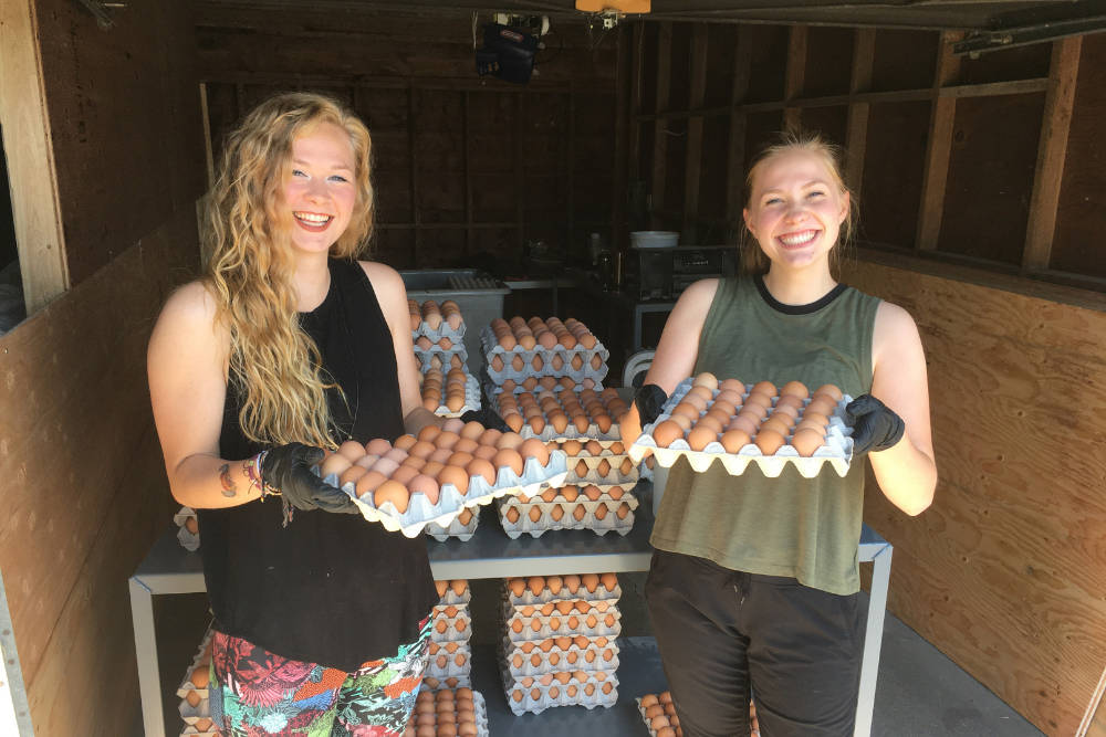 Order eggs and other tasty farm products from local growers through DirectFood.store and they聮ll be delivered to your home three days a week!