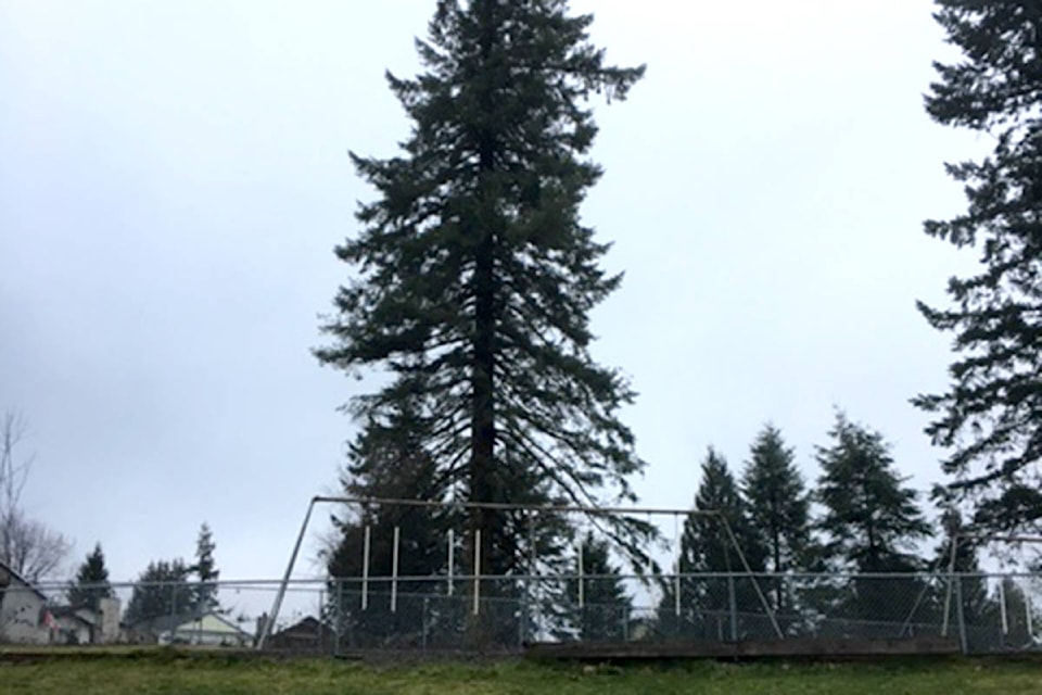 24428727_web1_210305-ALT-trees-Aldergrove-trees_1