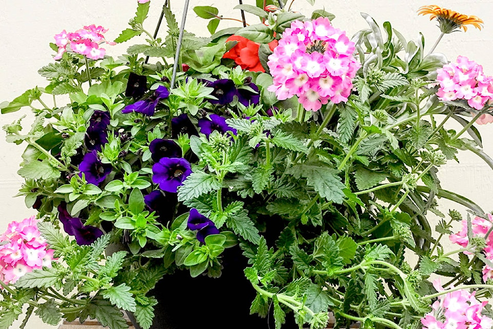 24576702_web1_210319-ALT-hanging-basket-sales-sales_1